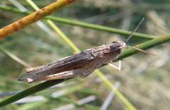 Chorthippus dichrous