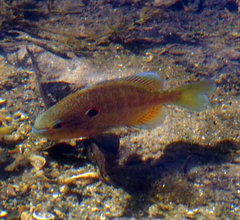 Lepomis peltastes