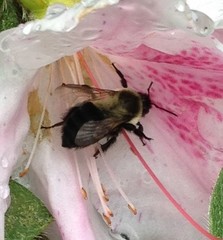 Bombus impatiens
