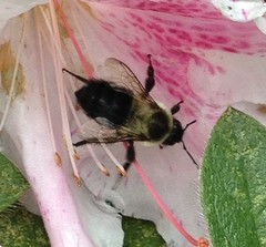 Bombus impatiens