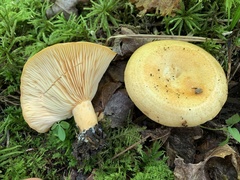 Lactarius maculatipes