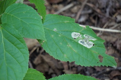 Aspilanta hydrangaeella