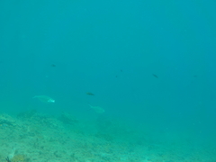 Trachinotus ovatus