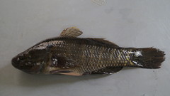 Dormitator latifrons