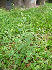 Chenopodium suecicum