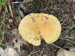 Lactarius maculatipes
