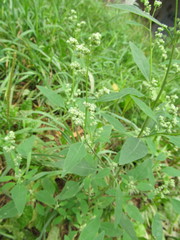 Chenopodium suecicum