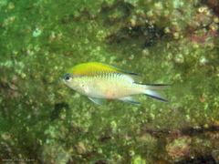 Chromis nitida