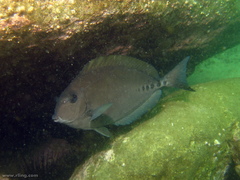 Prionurus microlepidotus