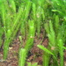 Caulerpa taxifolia - Photo (c) Richard Ling,  זכויות יוצרים חלקיות (CC BY-NC-ND), uploaded by Richard Ling