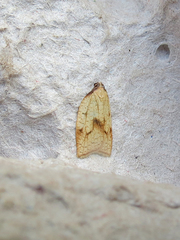 Sparganothis xanthoides