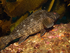 Aplodactylus lophodon