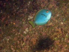 Acanthurus mata