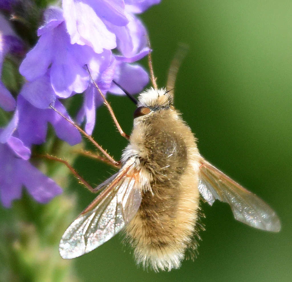 Anastoechus