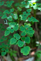 Thalictrum foliolosum