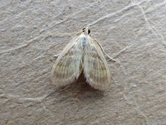 Crocidophora tuberculalis
