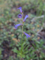 Penstemon gracilentus