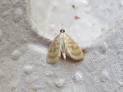 Crocidophora tuberculalis