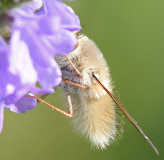 Anastoechus barbatus