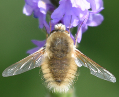 Anastoechus barbatus