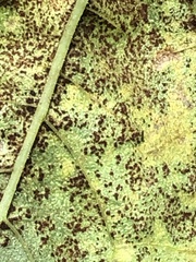 Puccinia helianthi