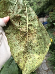 Puccinia helianthi