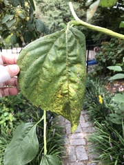 Puccinia helianthi