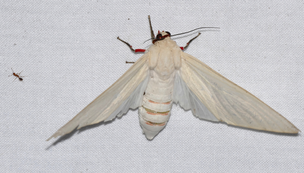 Nyearctia leucoptera