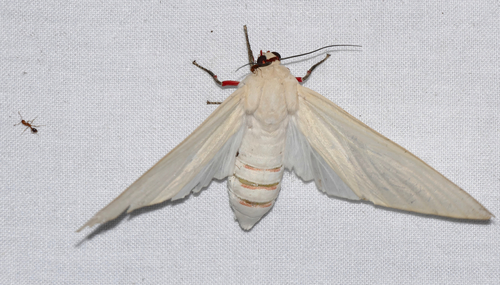 Nyearctia leucoptera