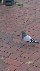 Columba livia domestica