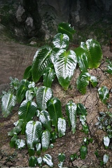 Monophyllaea glauca