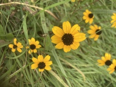 Sanvitalia procumbens