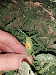 Uromyces heliotropii