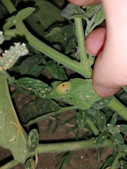 Uromyces heliotropii