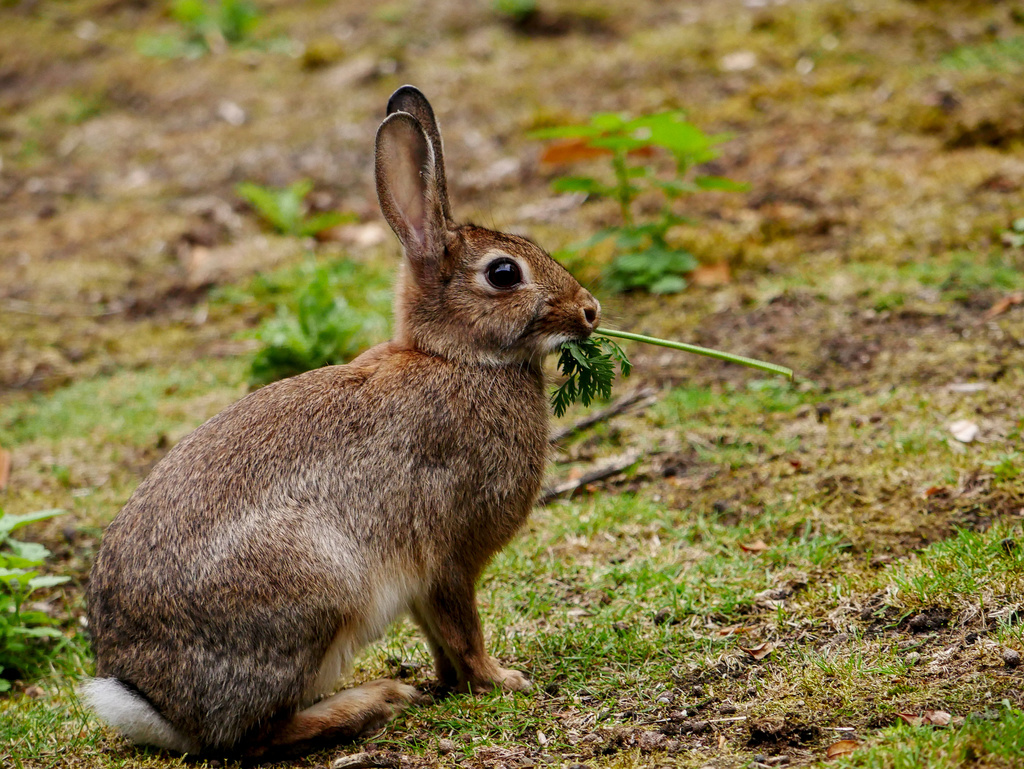Feral Rabbit Wild European rabbit from Berliner Innenstadt, Berlin, Germany on ...
