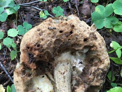 Oxyporus maxillosus