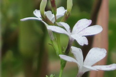 Buchnera floridana image