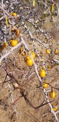 Pseudoziziphus parryi, photograph Jack Byrley, CC BY, iNaturalist via GBIF