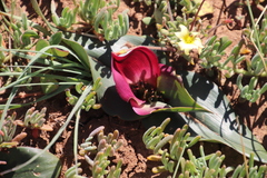 Colchicum coloratum pulchrum