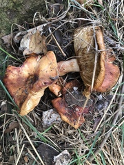 Russula mutabilis