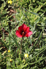 Romulea sabulosa