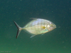 Ferdauia ferdau