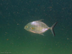 Ferdauia ferdau