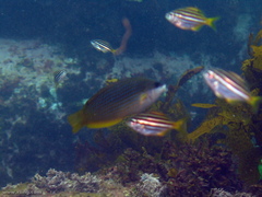 Anampses elegans
