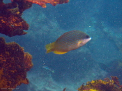 Anampses elegans