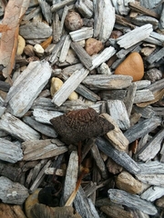 Stemonitis splendens