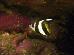 Heniochus diphreutes