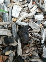 Stemonitis splendens