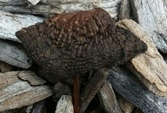 Stemonitis splendens