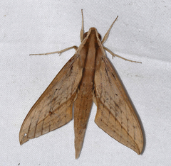Xylophanes anubus